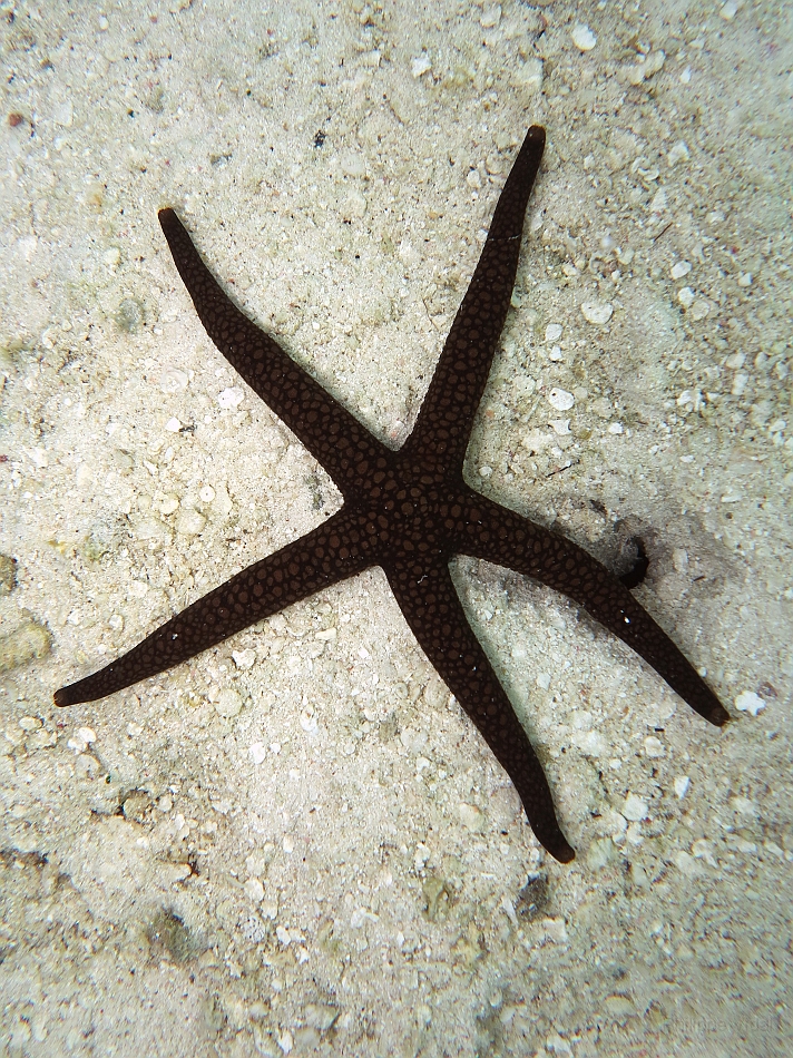 IMG_0951rf_Maldives_Madoogali_House reef_Astrerie_Fromia sp.jpg